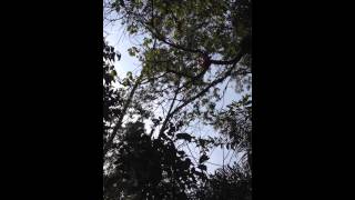 preview picture of video 'Tyrannus savana - Andorinha Tesoura (tesourinha)'
