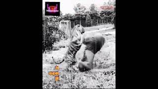Download lagu story wa macan putih. anda jual saya borong #shorts #khodammacan #khodamleluhur mp3