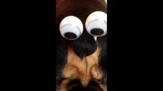 Googly eyes on a dog's butt