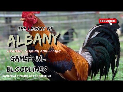 Albany Gamefowl Bloodline: Strategy, Stamina, and Legacy | Legendary Gamefowl Deep Dive