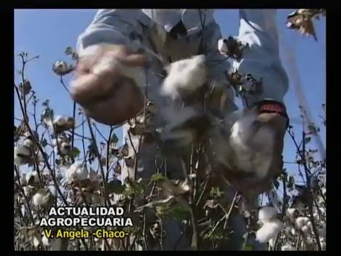 Che Gomecito - Daniel Altamirano