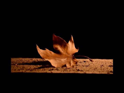 CARAFEA - DESPUÉS DE TANTOS AÑOS (Video Oficial)