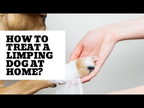 YouTube video about: How to treat a limping dog at home?