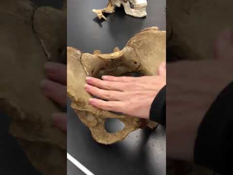 Pelvic Girdle FalseVsTruePelvis