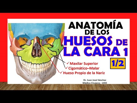 🥇 BONES OF THE FACE 1/2 - Upper Maxilla, Zygomatic, Own of the Nose