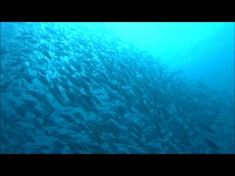 Swarm Fishes