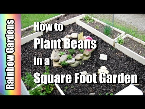 4K How to Plant Beans in a Square Foot Garden