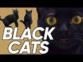 4 Fun & Unique Facts About Black Cats!