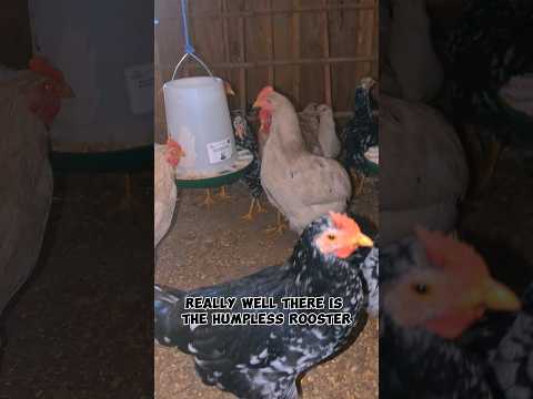The Humpless Rooster Is Still Good!! #rooster