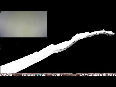 🔴 LIVESTREAM - KINGFISHER - EISVOGEL - FLUSSCAM BUXTEHUDE - 21614 - Germany