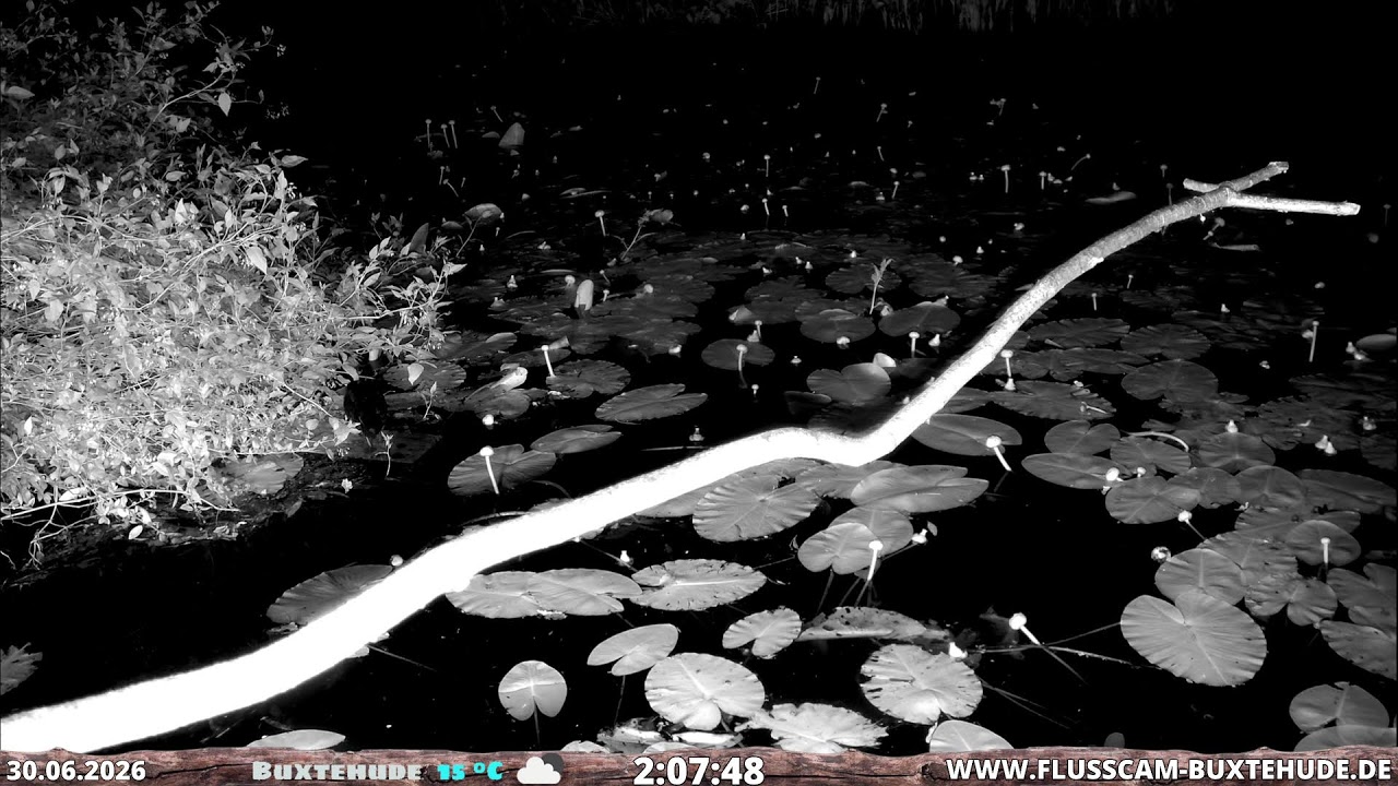 Live webcam view of Kingfisher & Moorhen Nest Cam