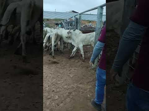 FEIRA DO GADO EM CIPÓ BA