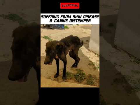 Rescue Dog with Canine distemper & Skin Disease #shorts
