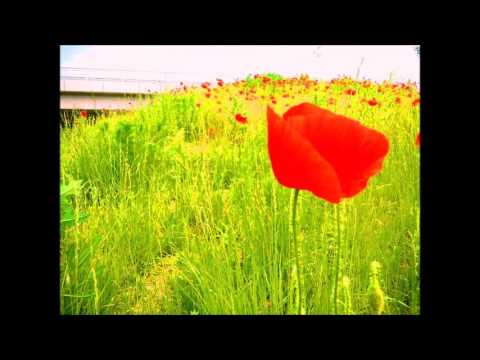 Makové pole - retrovideo