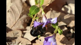 Hummel Frühling