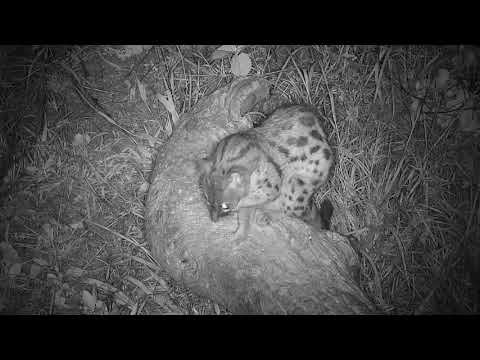 Djuma: Genet on the prowl - 20:08 - 10/21/20