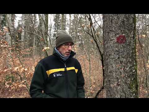 Baumartenpfad Leibertingen - ELSBEERE