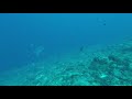 Picture taken during the dive