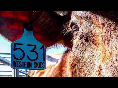 531 Western Skies