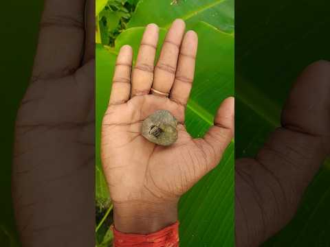 It is the Smaller shiny jewel beetle Yp-2#beautifulinsects #nature #anyuniqueanimals#insects