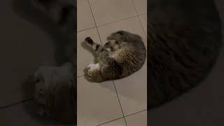 イモムシねこ！！そろそろ家に入ろうよ…😅#cat #ねこ #catvideos #猫 #猫のいる暮らし