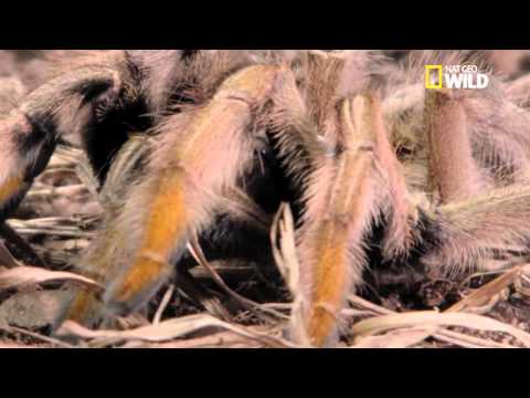 download lagu mp3 mp4 Mygale, download lagu Mygale gratis, unduh video klip Mygale