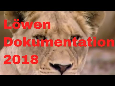 Das leben von Löwen Dokumentation 2018 NEU🐯