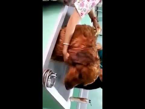 Spa y Jacuzzi Cumpleaños Otto