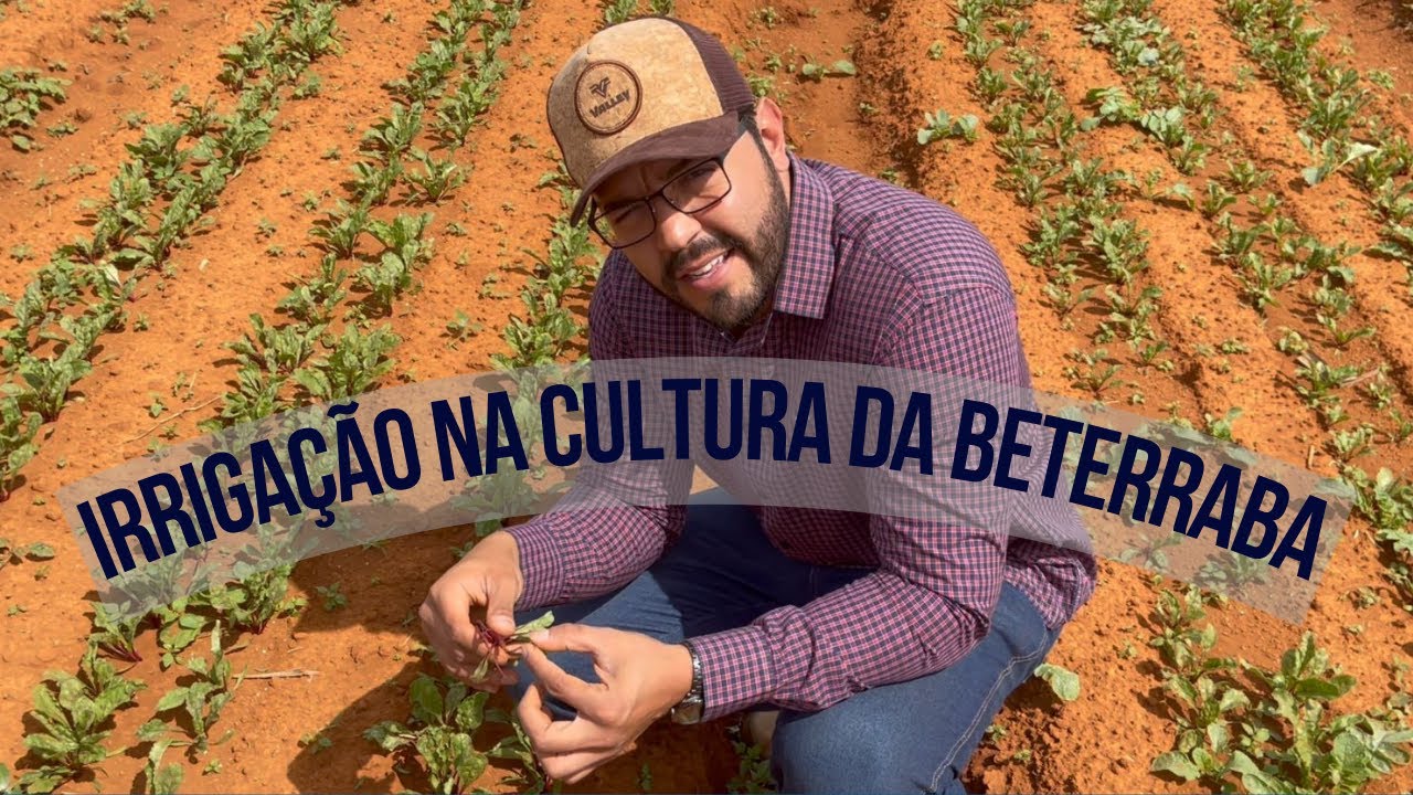 Irrigação na Cultura da Beterraba