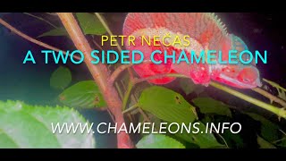 A two sided chameleon