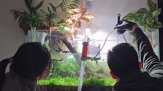 魚缸中的大自然 (修剪篇) 2024年的第一個月 #香港水族 #水族療癒 #aquarium #JYAQURLife