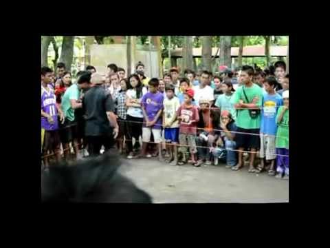 boldog vs. askal (round 1)