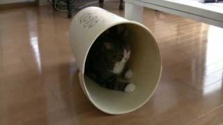 The acrobatics get pretty magical about the 1:07 mark.  There is a fluidity to Maru's athleticism that really moves me.