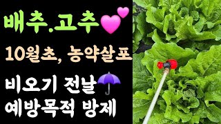 배추, 고추???? 10월초, 농약살포???? 비오기 전날, 예방목적 방제???? 