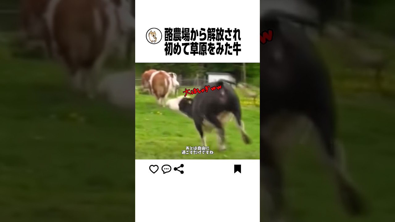 初めて草原を見た牛の反応www