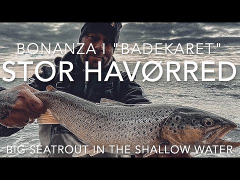 Stor Havørred i “badekaret” mellem en masse små 4k