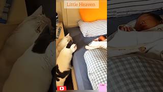 Download lagu Fall in love with you ❤️🥰💓 #littleheaven #shortfeed #love #pets mp3