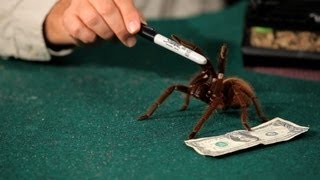 Are Tarantulas Poisonous? | Pet Tarantulas