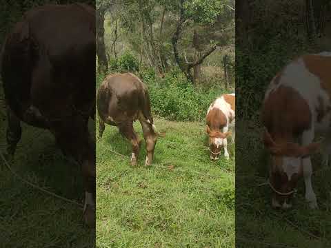 Prueba Real - Día 0 Ganadería y Agricultura #TierraRentable #SinQuimicos #LegadoProcer #BoyacaAgro