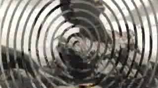 PALOMA NEGRA.. FRIDA KAHLO.mp4