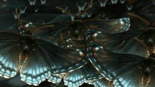 butterfly - mason jennings