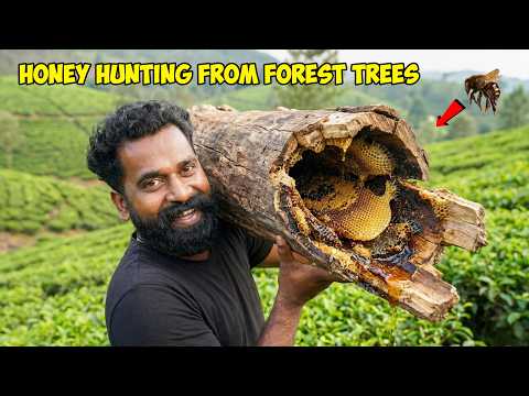 കാട്ടിൽ നിന്നും ലക്ഷങ്ങൾ വിലമതിക്കുന്ന ചെറുതേൻ | Honey Hunting From Forest | M4 Tech