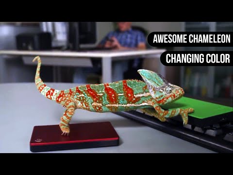 Chameleon Changing Color || Animals are Awesome