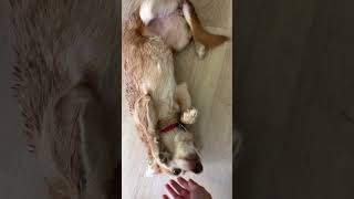 Video preview image #1 Chihuahua-Unknown Mix Puppy For Sale in Corona, CA, USA