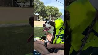 Video preview image #1 Siberian Husky-Unknown Mix Puppy For Sale in Rowlett, TX, USA