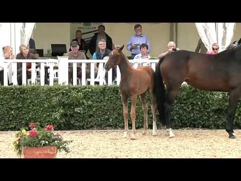 Hf For Romance x Contendro x Carabas