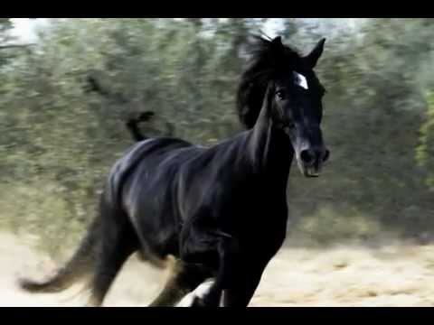 El corrido del indio