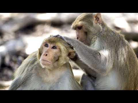 Relaxing Music Kinsley Valencia Zachery Pearson Abigayle Tapia Dane Meyers