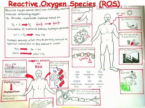 Reactive Oxygen Species and oxidative stress