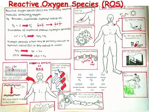image-What diseases are caused by oxidative stress?